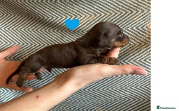 Miniature Dachshund dogs for sale: Miniature Dachshund Puppies for Sale - Image 20