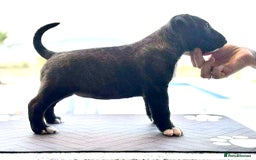 English Bull Terrier dogs for sale: Bull terrier puppies sired by uk champion  - Image 9