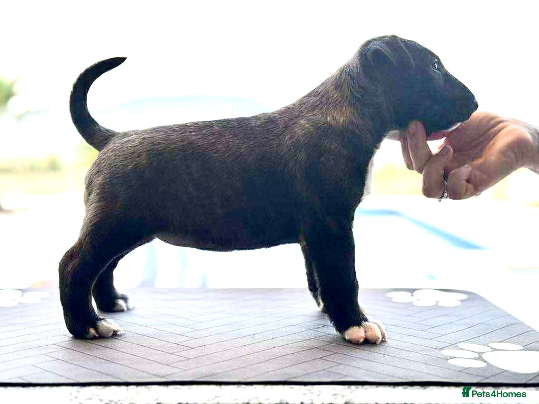 English Bull Terrier dogs for sale: Bull terrier puppies sired by uk champion  - Image 9