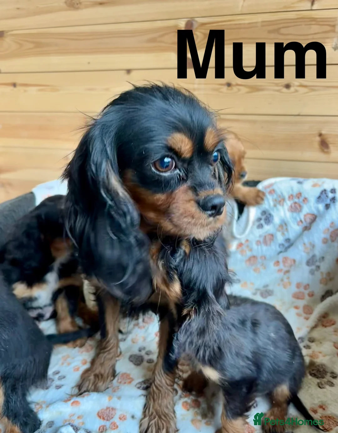Cavalier King Charles Spaniel dogs for sale: Beautiful puppies looking for forever homes - Advert 2