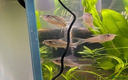 Corys fish for sale: 8 x Dwarf Corys (Nanus) - Image 3