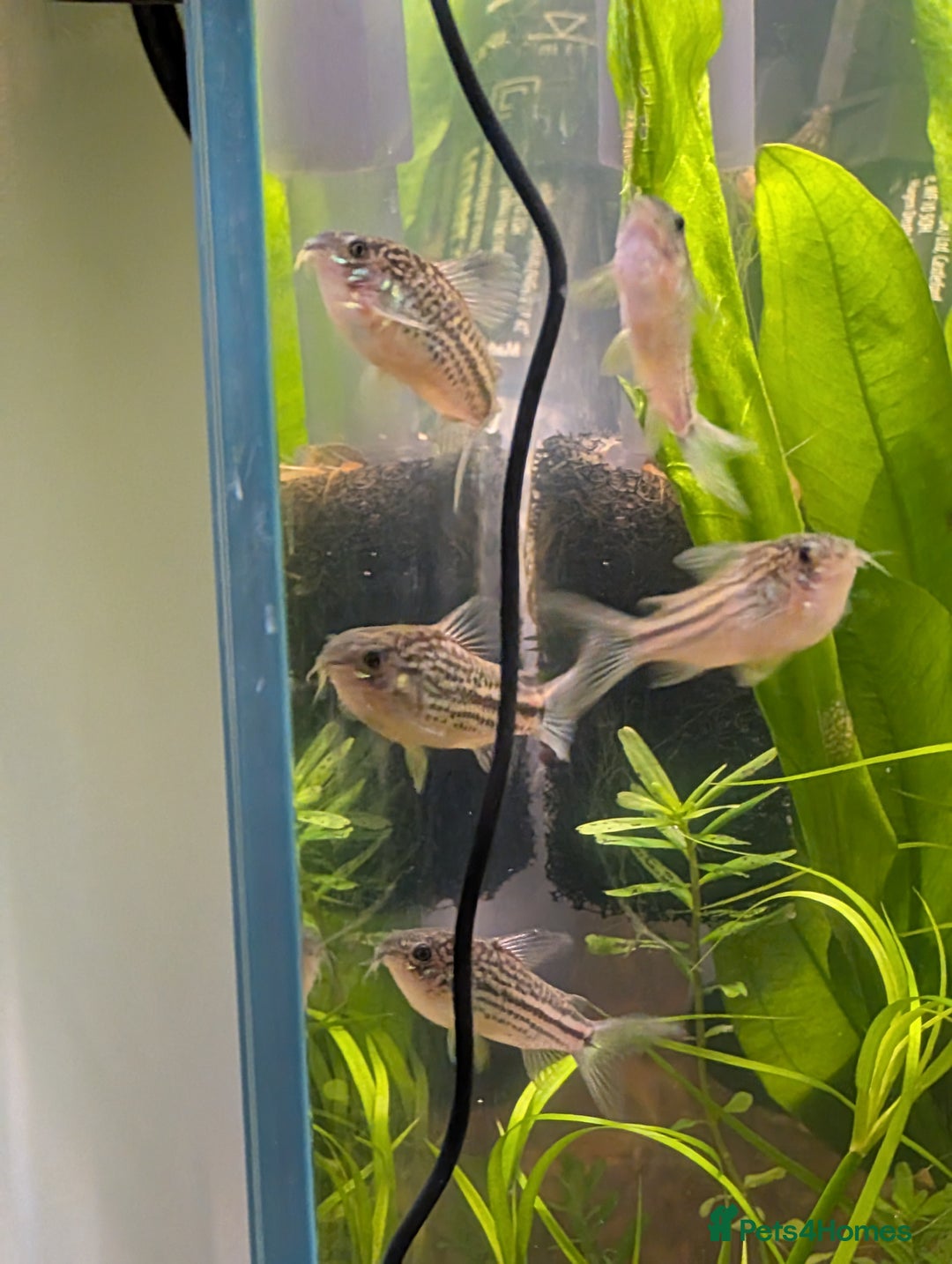Corys fish for sale: 8 x Dwarf Corys (Nanus) - Image 3