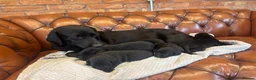 Labrador Retriever dogs for sale: Black Labrador Puppies  - Advert 2