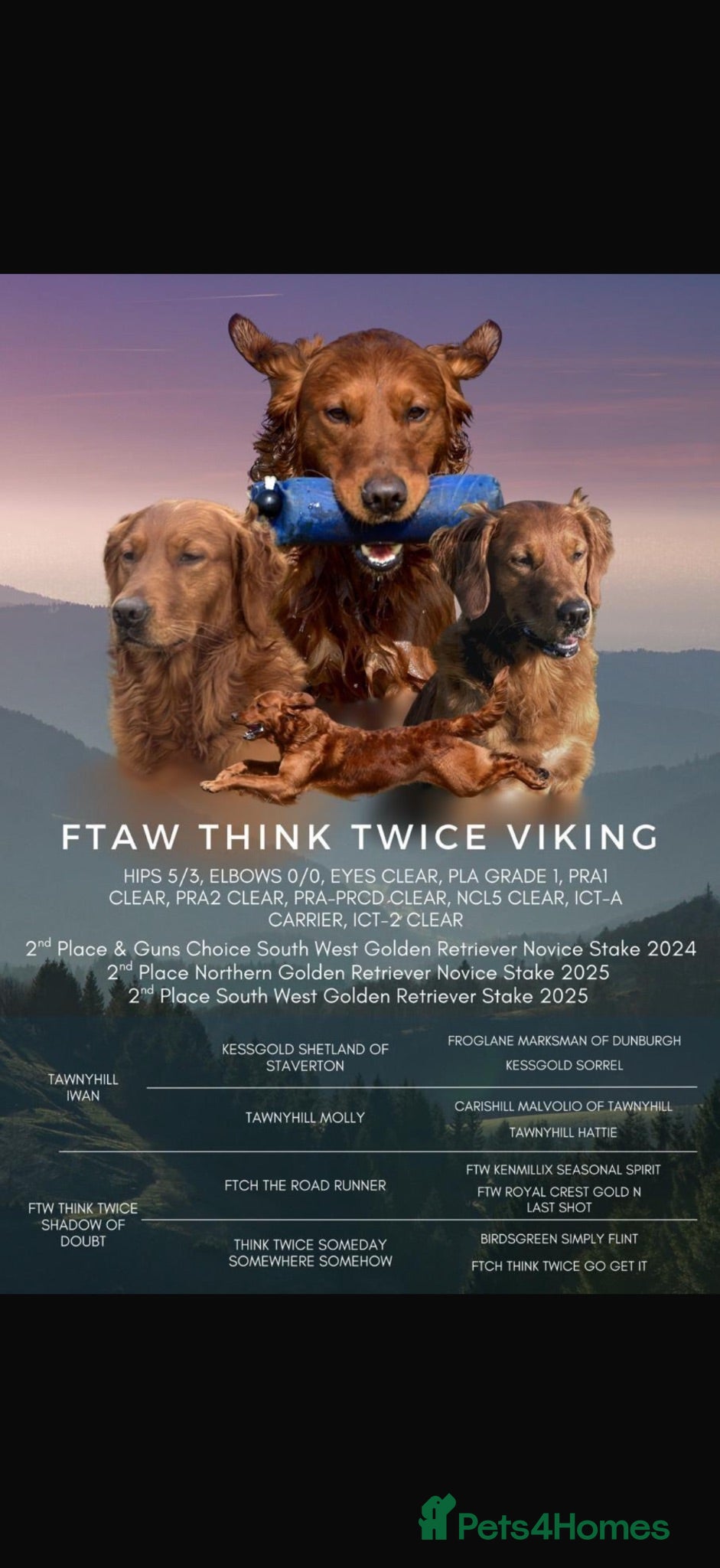 Golden Retriever dogs Outstanding breadlines with extensive health tests - Advert 2