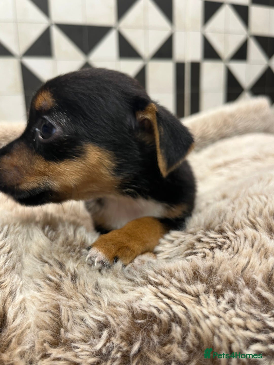 Jack Russell dogs for sale: Jack Russell pups for sale - Advert 5