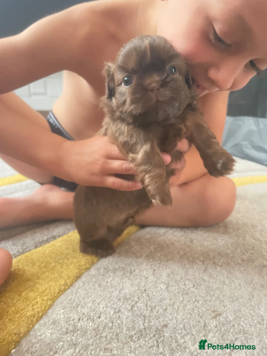 Shih Tzu dogs for sale: 2 TOP QUALITY GENUINE IMPERIALS - Advert 1