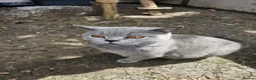 British Shorthair cats for stud: British shorthair  - Advert 15