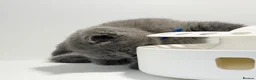 British Shorthair cats for sale: GCCF British short hair boy  - Advert 7