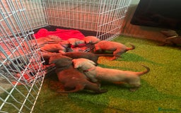 Mixed Breed dogs for sale: Pointer puppies  - Image 7