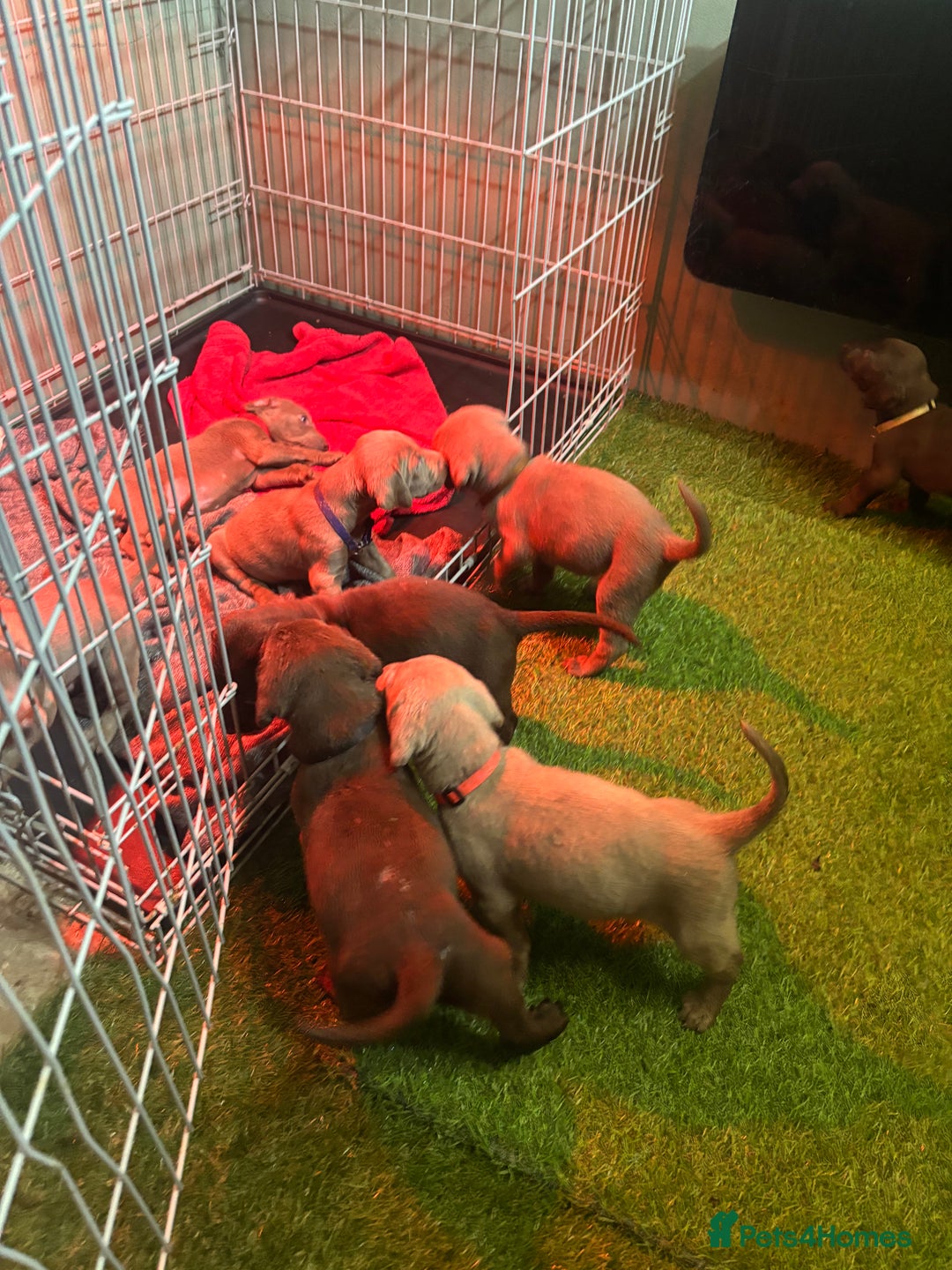 Mixed Breed dogs for sale: Pointer puppies  - Image 7