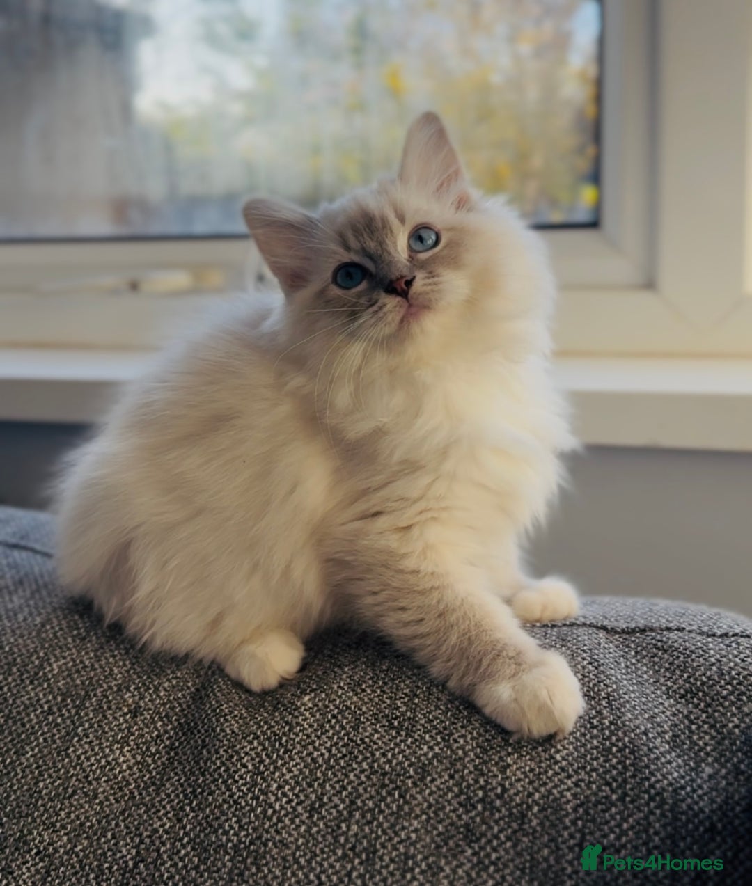 Ragdoll cats for sale: 💙🐾Tica full Pedigree🐾EU Ragdoll 🐱🐾DNA Clear - Image 29