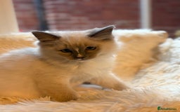 Ragdoll cats for sale: Stunning 💎 Ragdoll blue point girl kitten - Image 6