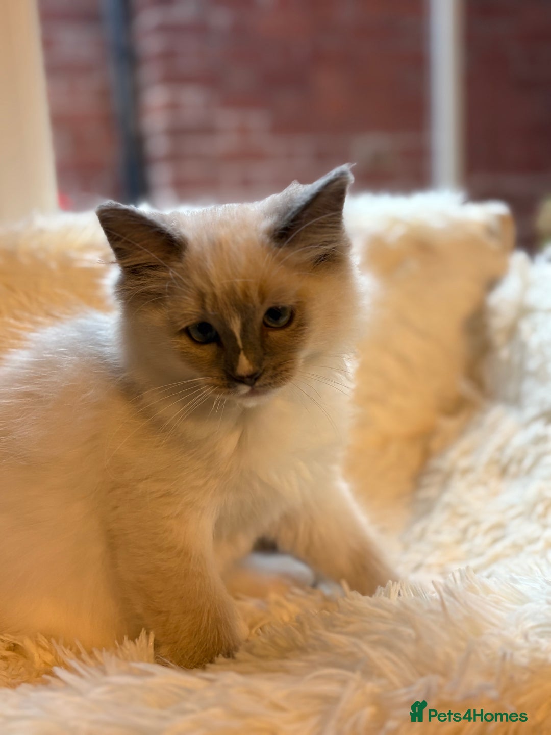 Ragdoll cats for sale: Stunning 💎 Ragdoll blue point girl kitten - Image 6