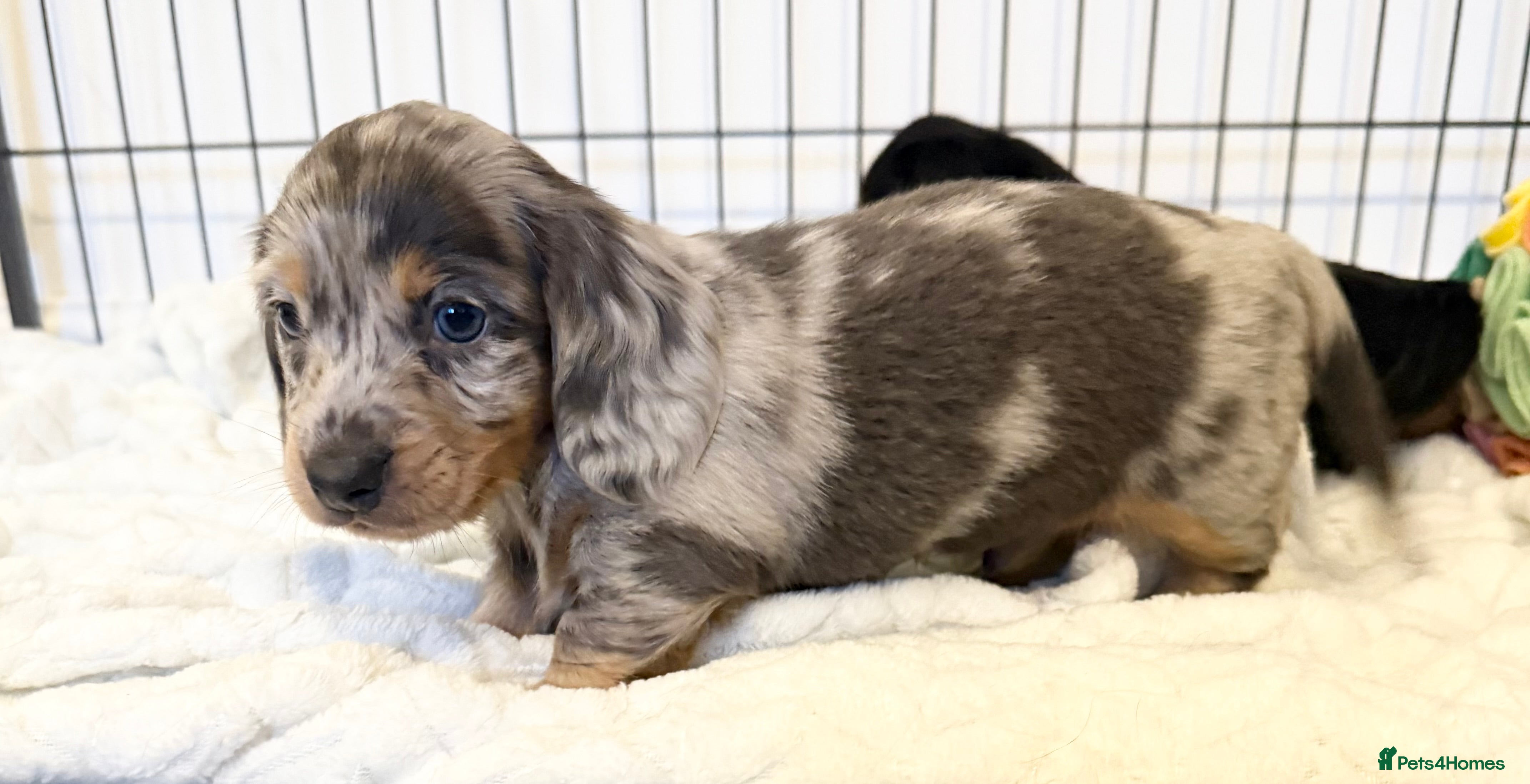 Miniature Dachshund dogs Longhaired Miniature Dachshund -1 Male available  - Advert 4