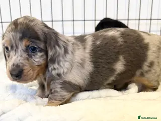 Miniature Dachshund dogs Longhaired Miniature Dachshund -1 Male available - Advert 4