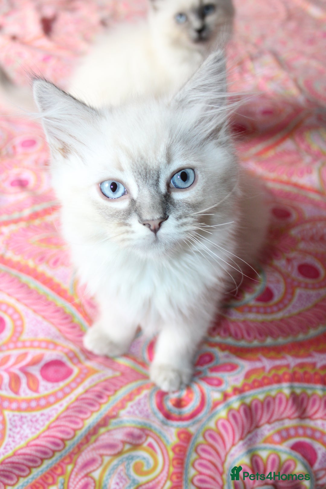 Ragdoll cats for sale: Ready to go  - Advert 3