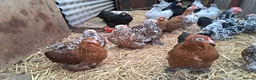Chickens poultry for sale: Pekin bantams all female  - Advert 2