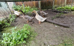 Ducks poultry for sale: 3 female saxony ducks  - Image 2