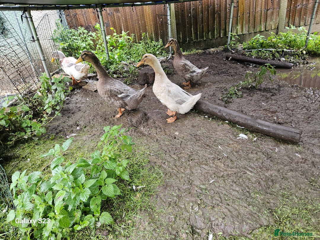 Ducks poultry for sale: 3 female saxony ducks  - Image 2