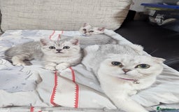 Scottish Fold cats for sale: Scottish straight boys - Image 1