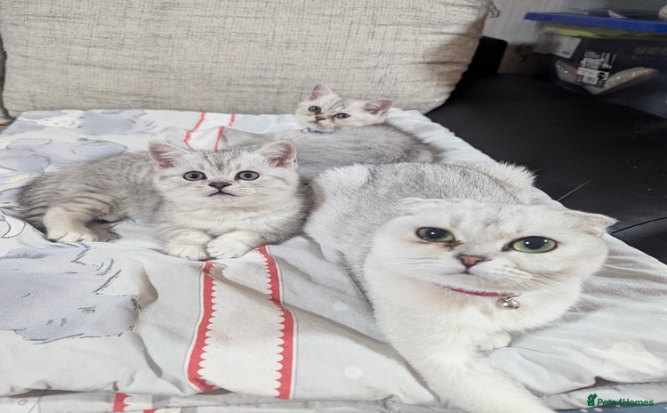 Scottish Fold cats - Advert 2
