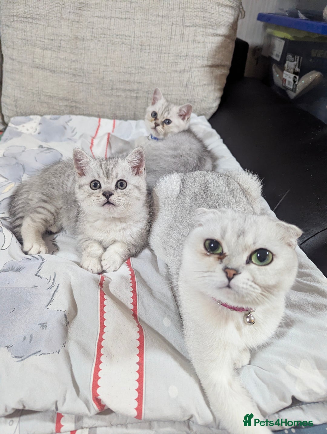 Scottish Fold cats for sale: Scottish straight boys - Image 1