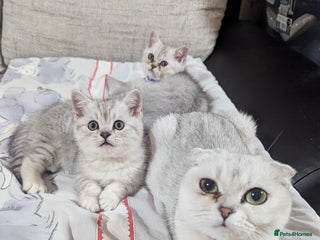 Scottish Fold cats - Advert 1