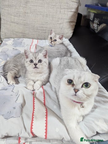 Scottish Fold cats - Advert 2