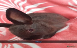 Rex rabbits for sale: Male bunnies - Image 1