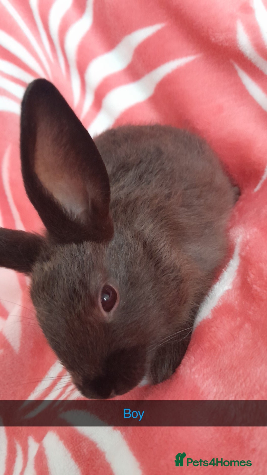 Rex rabbits for sale: Male bunnies - Image 1