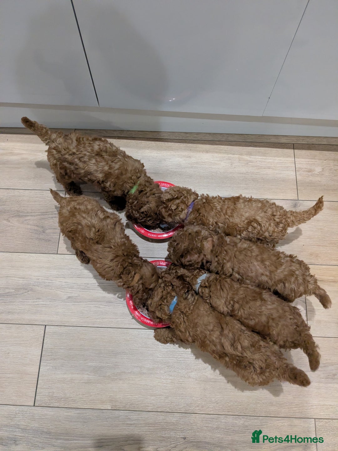 Toy Poodle dogs for sale: Stunning Deep Red Toy Poodle Boy for sale - Advert 5