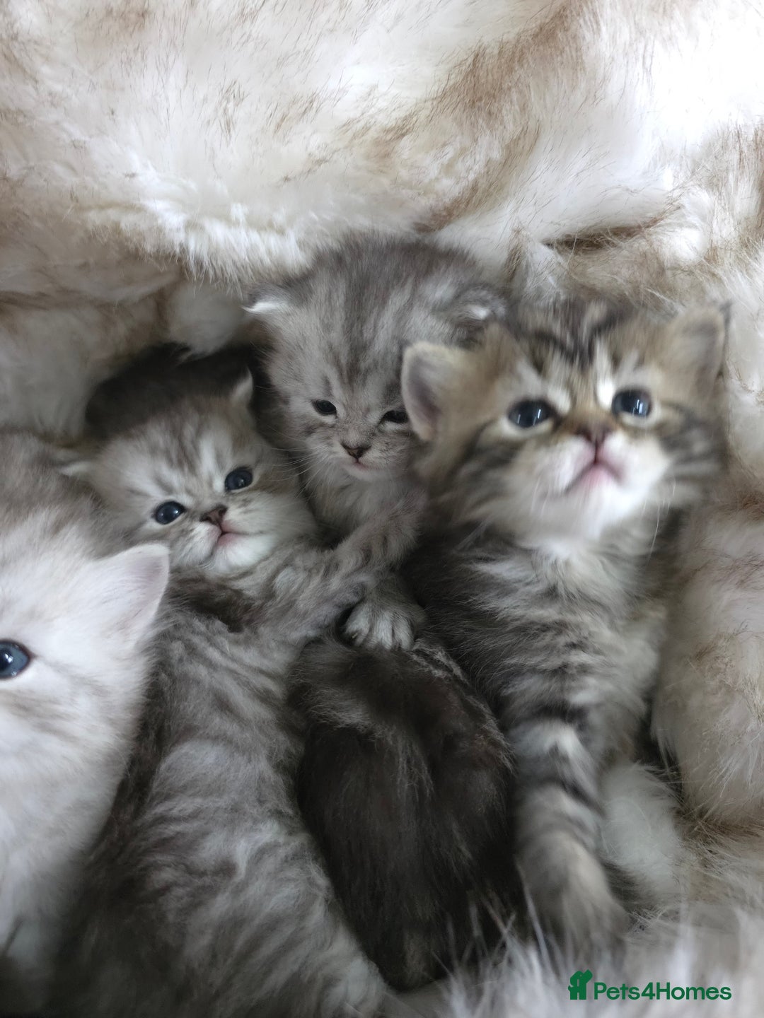 Persian cats for sale: Persian kittens  - Advert 4