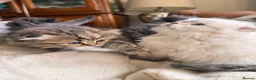 British Shorthair cats for sale: Plush rainbow litter of BSH x SF for viewing  - Advert 17