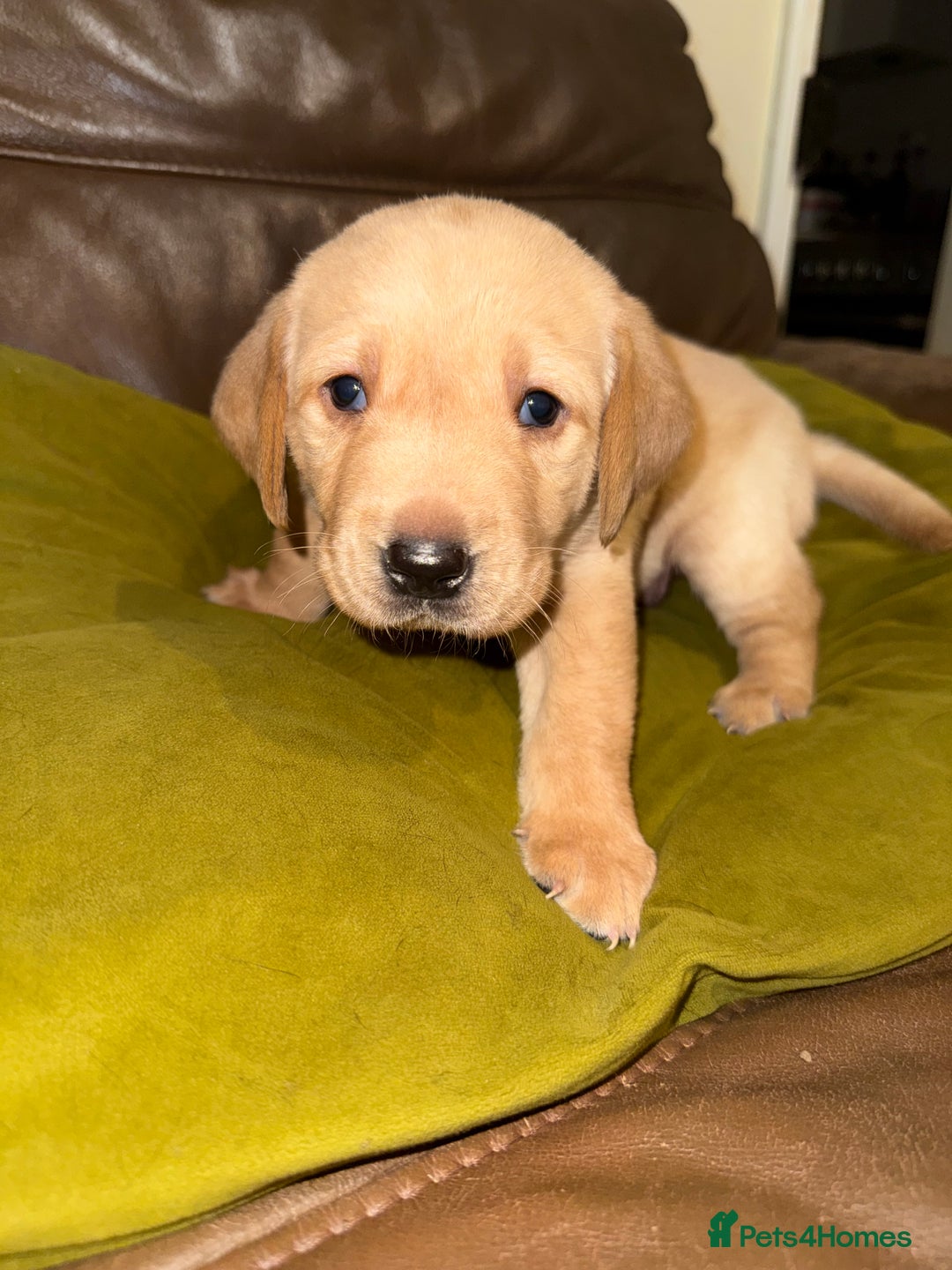 Labrador Retriever dogs for sale: Labrador puppies - Advert 10