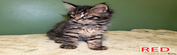 Maine Coon cats for sale: Maine Coon Cross Kittens Ready for Homes! - Advert 4