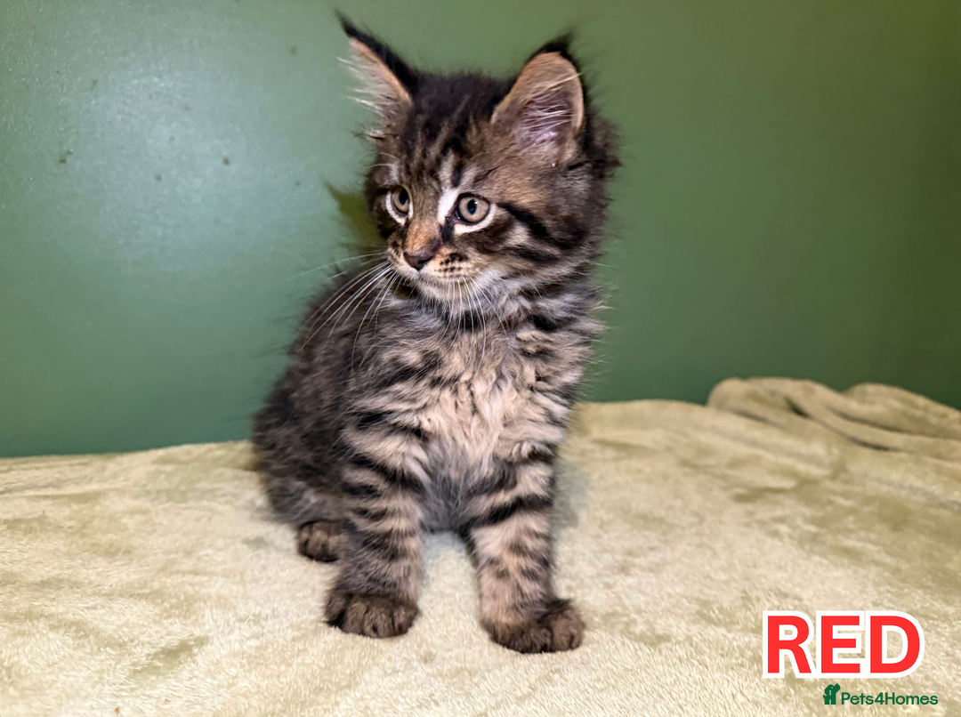 Maine Coon cats for sale: Maine Coon Cross Kittens Ready for Homes! - Advert 4