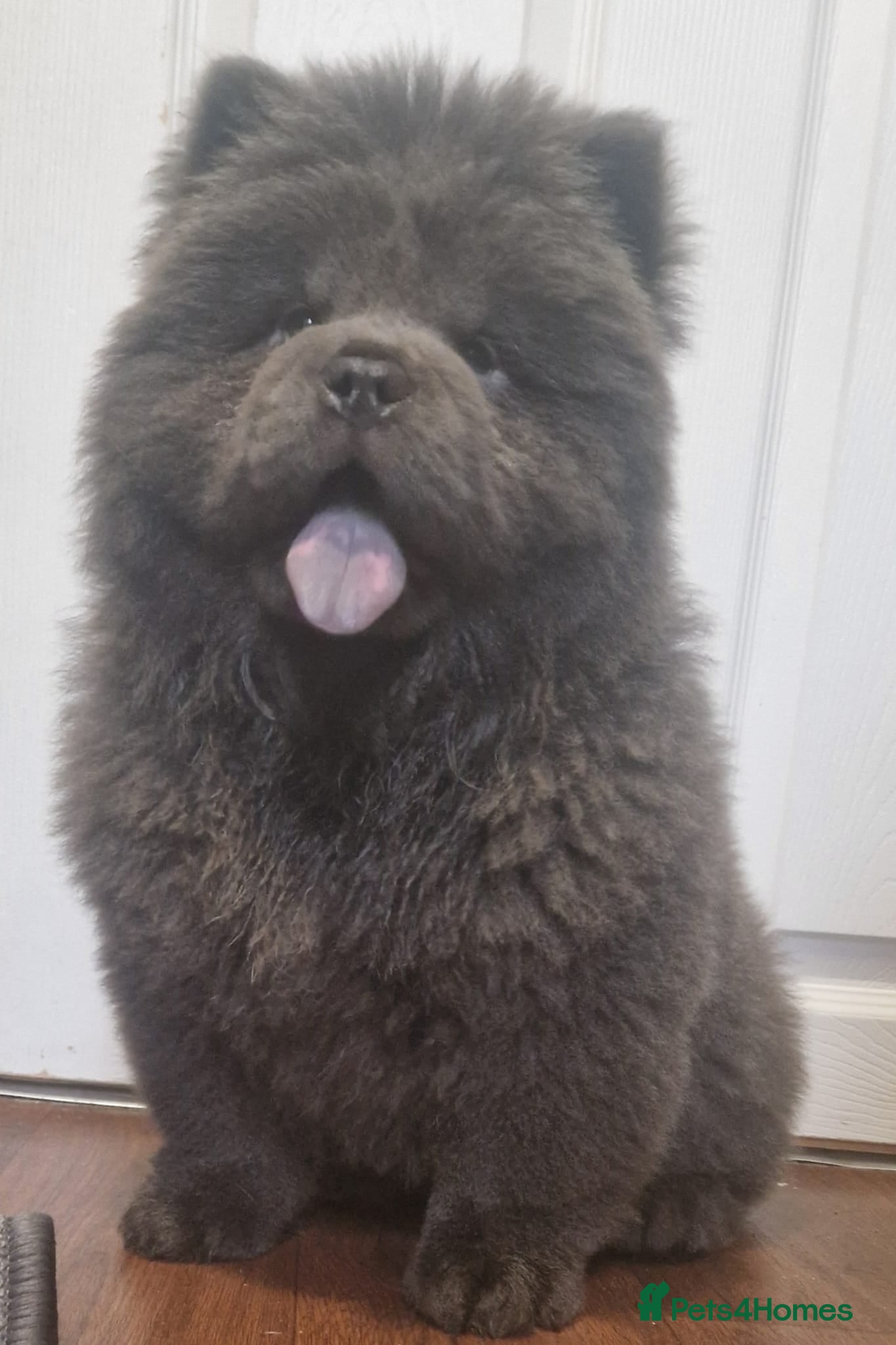 Chow Chow dogs Reduced £2400 LAST BLUE KC FEMALE AVAILABLE. - Advert 1