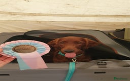 Irish Setter dogs for stud: Irish Setter (Red) Available for Stud. - Image 6