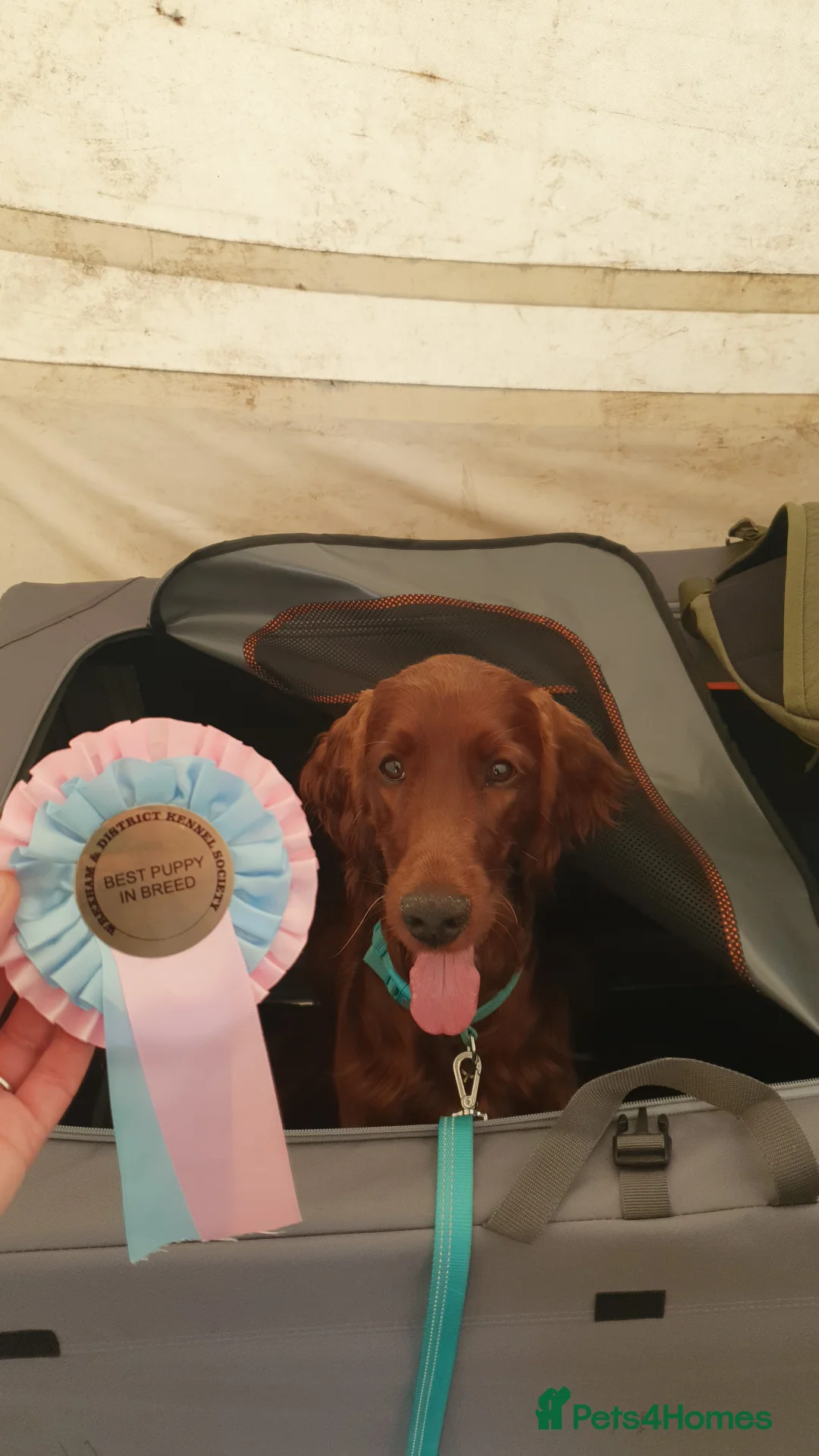 Irish Setter dogs for stud: Irish Setter (Red) Available for Stud. - Advert 6