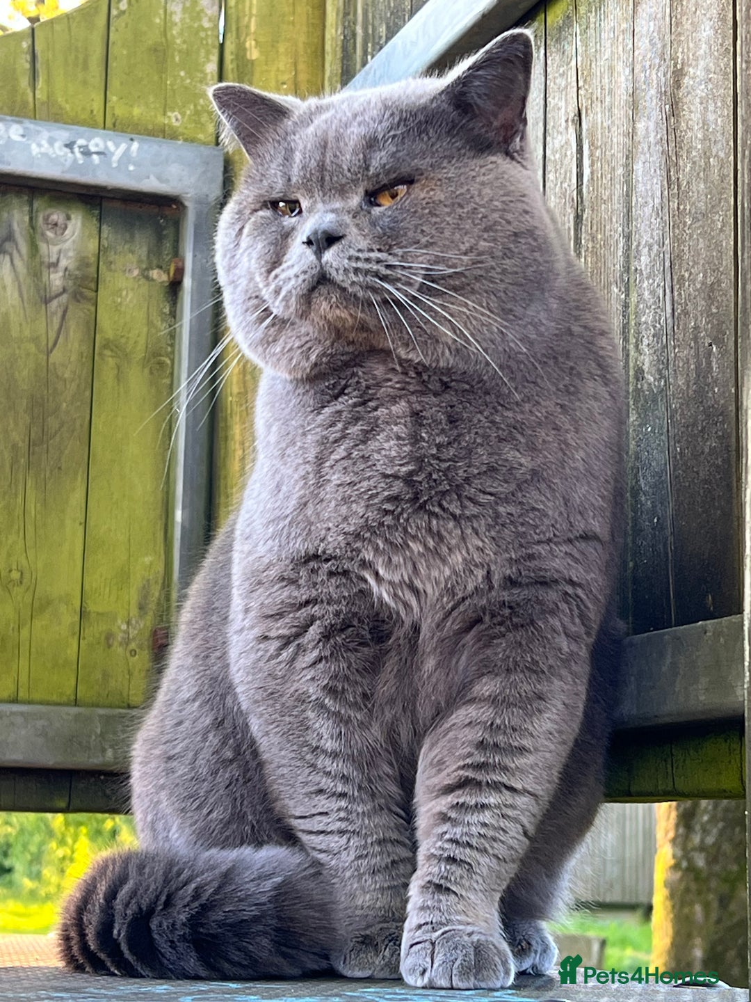 British Shorthair cats for stud: Meet Leo, Active Registered GCCF BHS Stud in Clitheroe - Advert 4