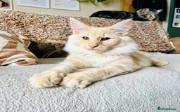 Norwegian Forest Cat cats for sale: Full FIFe pedigree Norwegian Forest Kittens  in Normanton - Image 26