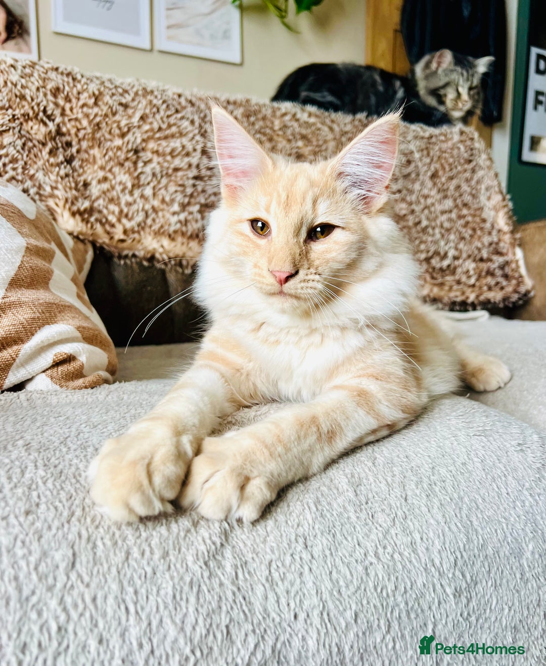 Norwegian Forest Cat cats for sale: Full FIFe pedigree Norwegian Forest Kittens  in Normanton - Image 26