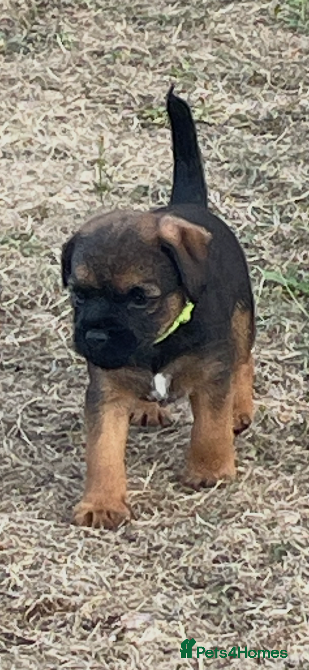 Border Terrier dogs for sale:  Border Terrier puppies  - Image 5