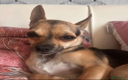 Chihuahua dogs for stud: Proven mini chihuahua stud - Image 9
