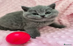 British Shorthair cats for sale: IGRCH Sired GCCF reg British Shorthair Kittens  - Image 5