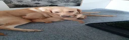 Labrador Retriever dogs for sale: Stunning large labradors for sale - Advert 1