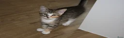 Mixed Breed cats for sale: Gorgeous tabby & white female kitten -Swindon - Advert 3
