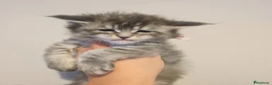 Maine Coon 3