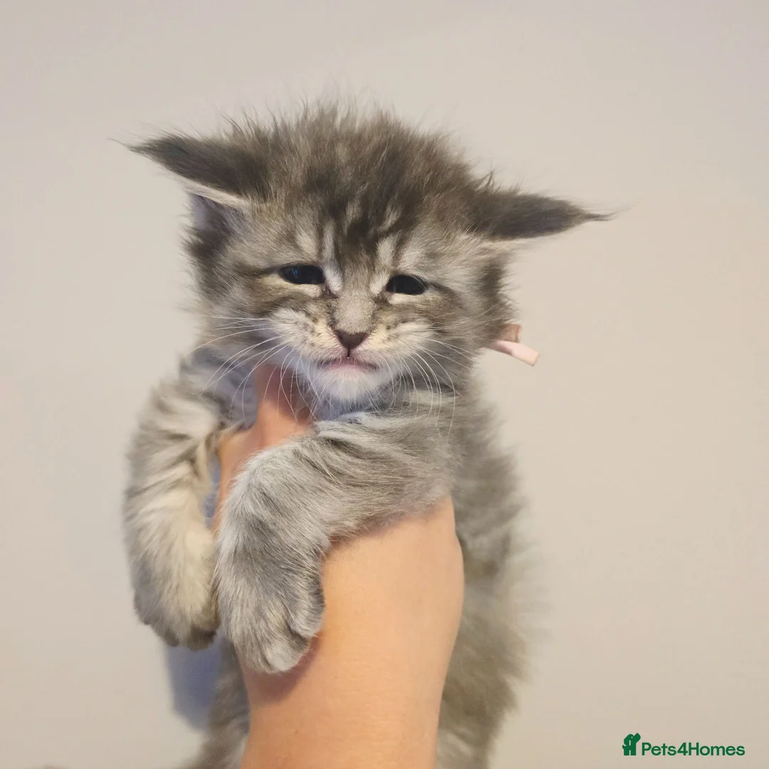 Maine Coon cats for sale: Mainecoon tica registered kittens shaded line - Advert 2