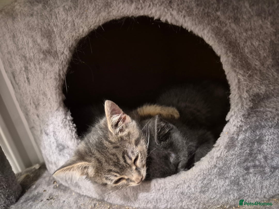 Mixed Breed cats for sale: 2 Beautiful Grey Tabby Kittens - Image 3